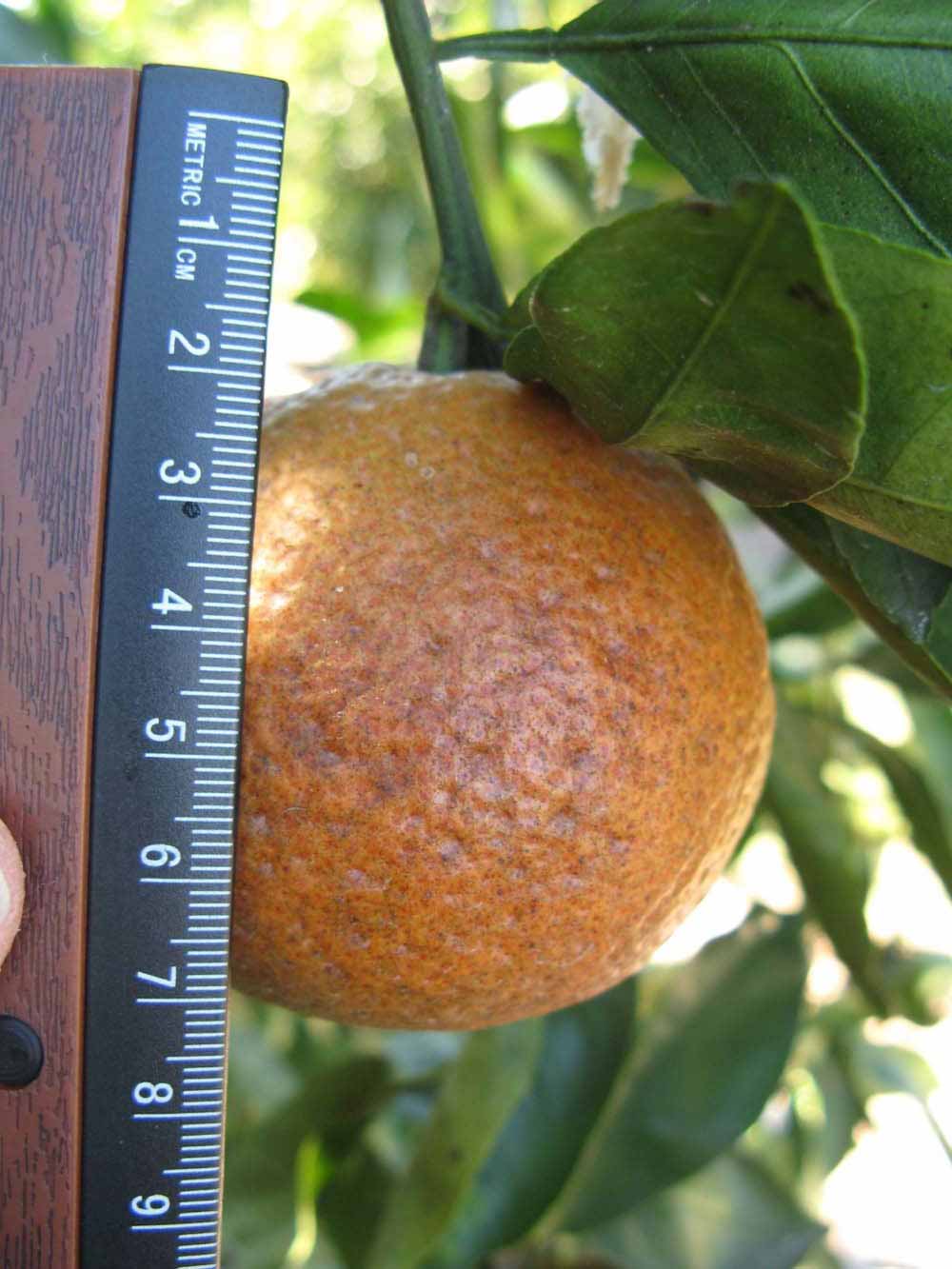              Fruit (Winter Haven, FL)       